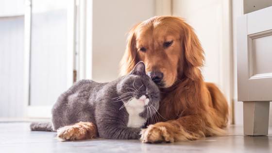 So many home buyers are pet owners that you might improve your chances of a sale by catering to them. Here's how to make your house for sale pet-friendly.